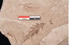 Foto (Detailansicht) von Plantae indet.  (NHMW-GEO-2024-0188-11557)